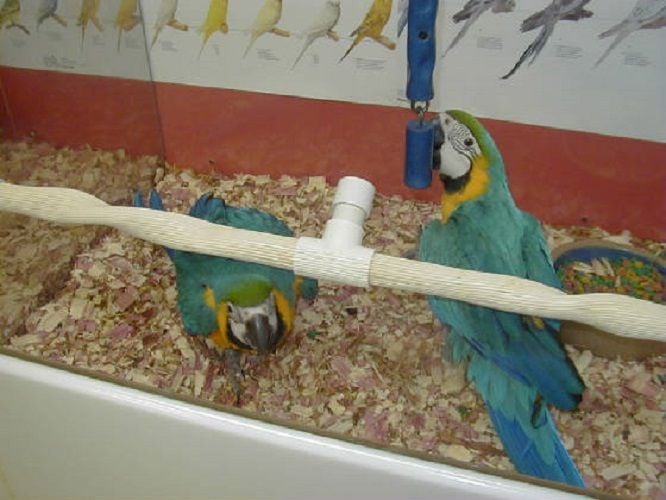 Blue and Gold Macaws