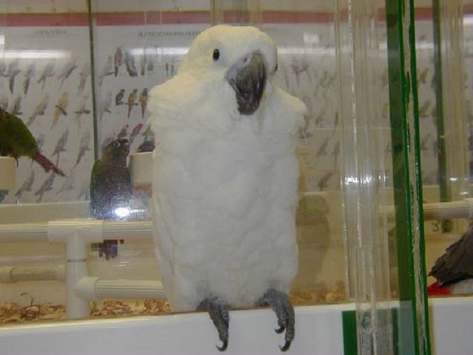 Umbrella Cockatoo Bird